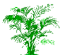 Potted Plant